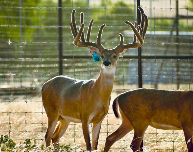 DeerTags.com